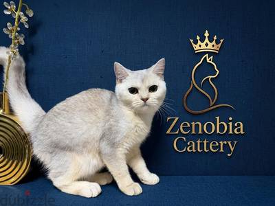 British shorthair Silver Shaded