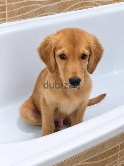 جرو جولدن انجليزي اصول مستوردة English Golden puppy