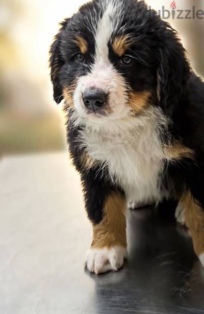Bernese mountain dog / بيرنيز ماونتن