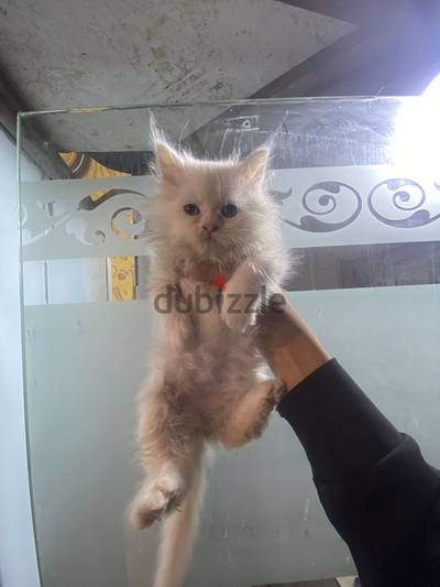 cattt