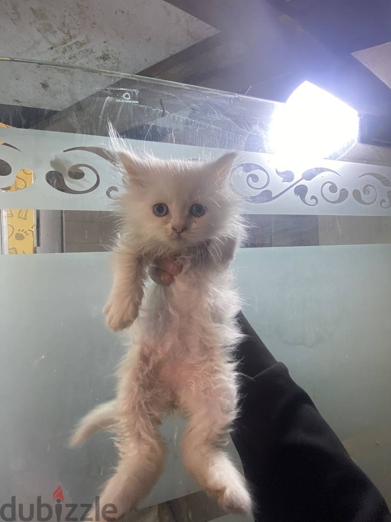 cattt 1