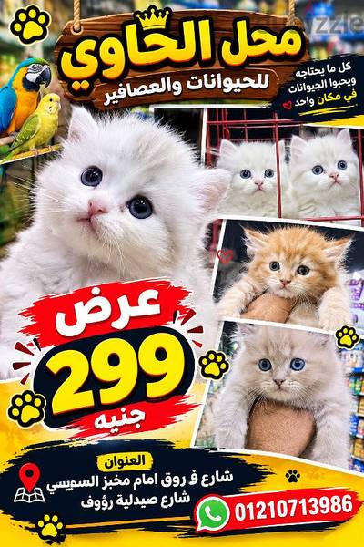 قط شرازي قط