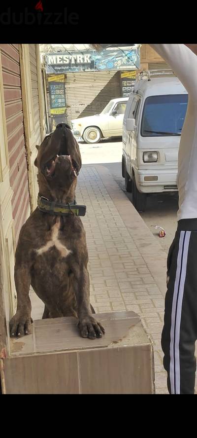 كين كورسو