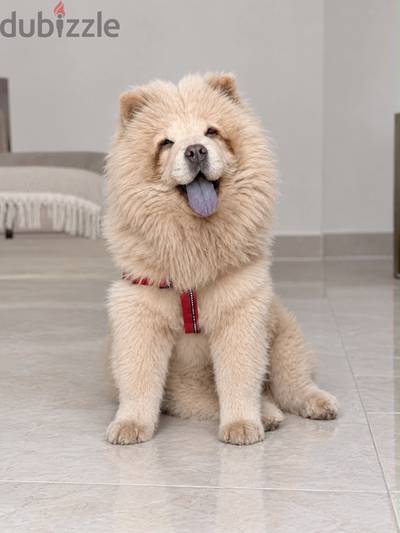 أجمل بنوتة Chow Chow