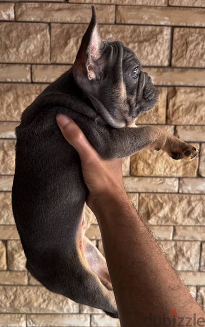 French Bulldog - فرينش بولدوج