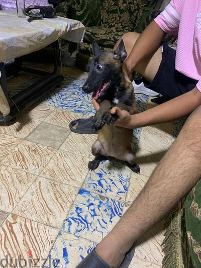 مالينو