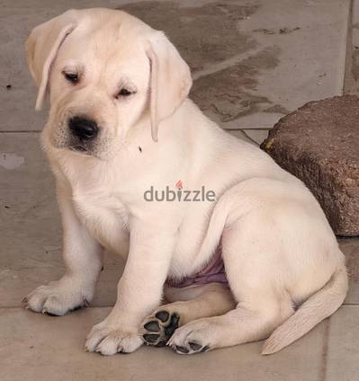 white labrador puppies ( Imported father from Russia)
