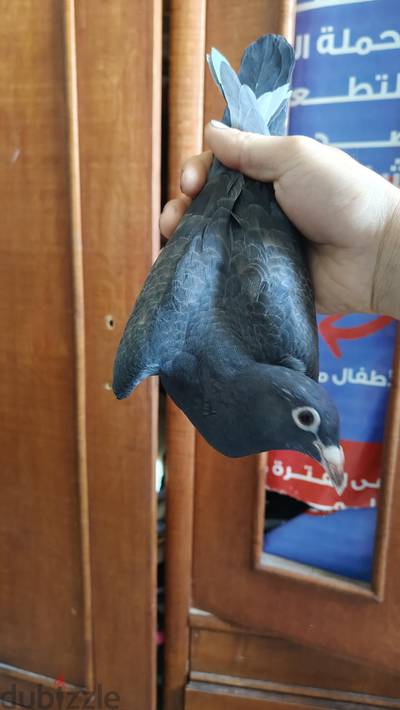 متاح قص زغليل مسافات  زغليل