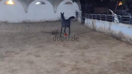 مهر عربي اصيل
