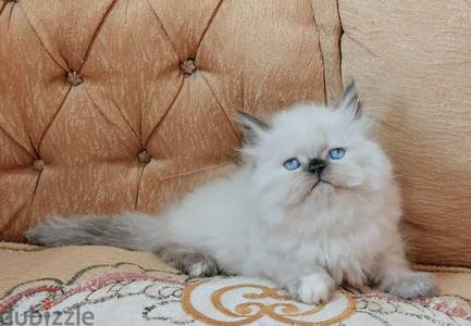 دباديب جاهزين لبتهم الجديد