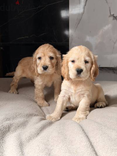 Cocker spaniel كوكر اسبانيل
