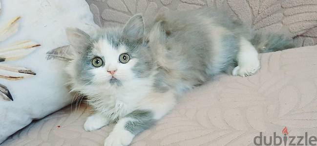 kittens Persian  & British long hair 50 days  // 01014794352 //
