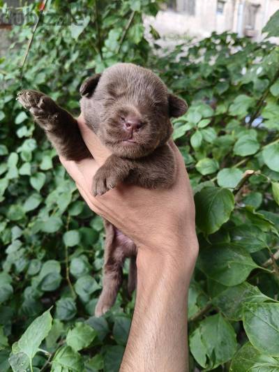 Labrador chocolate