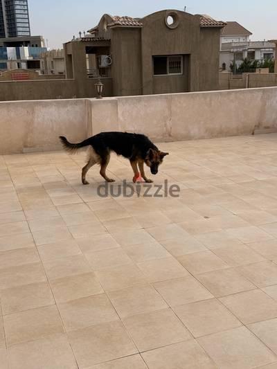 German shepherd