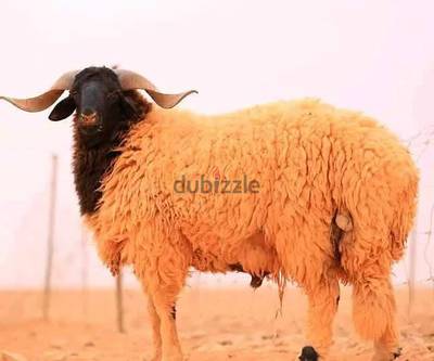 خراف برقى للبيع