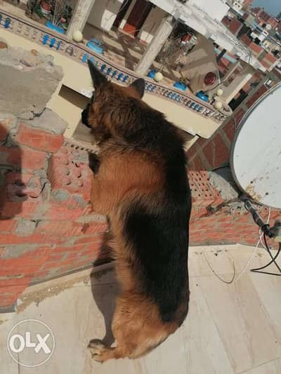 مطلوب. نتايه جيرمن للزواج بالمنصوره
