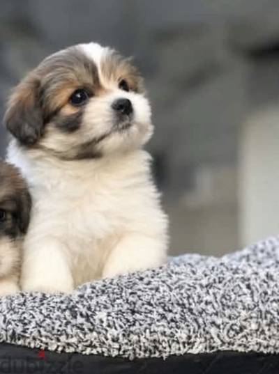 Pure Shihtzu puppy