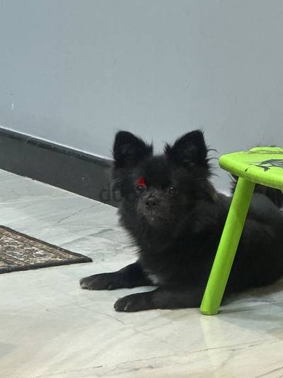 black little dog