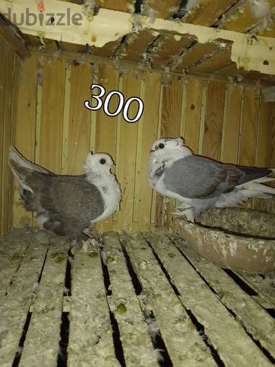 أكشاك وبنيده