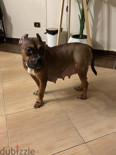 American Bully Pocket