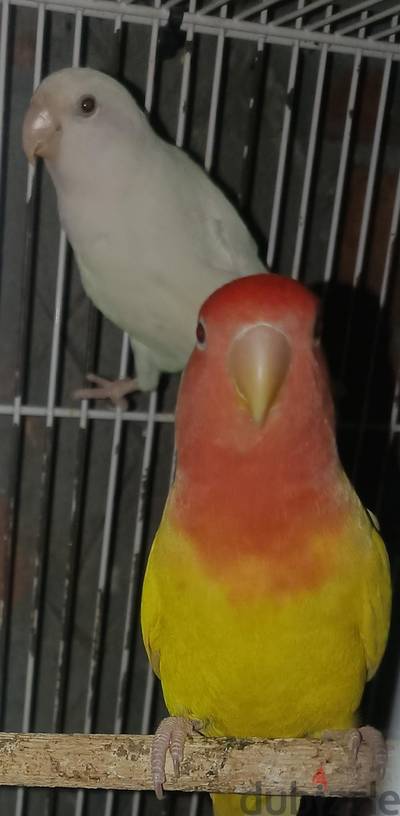 قص روز شغال السعر قابل للتفاوض
