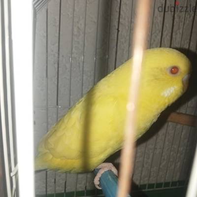 عصفور