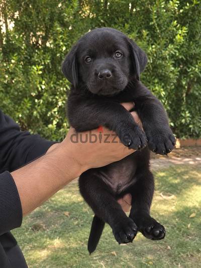 Male black Labrador Retreiver