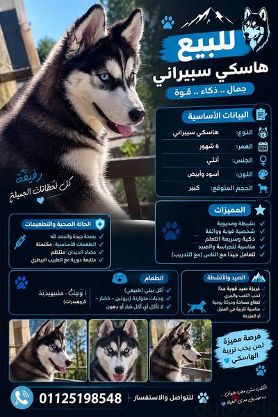انثي 6شهور للبيع مطعمه كل التطعيمات ومتدربه english