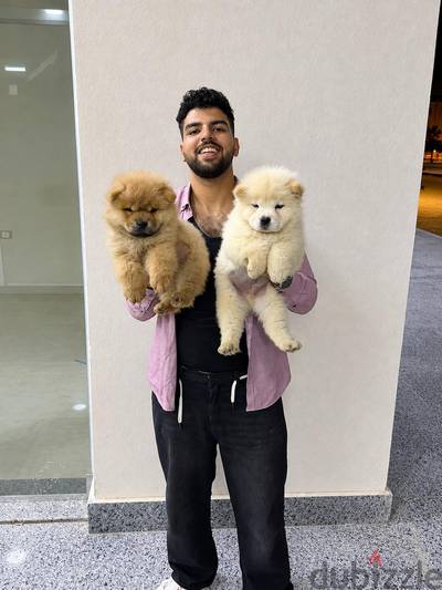 Beautiful Chow Chow Puppies Available Now at Pet&Go!