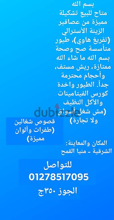 عصافير استرالي
