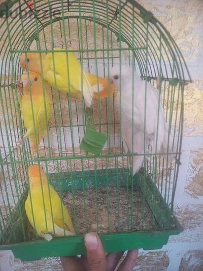 روز شباب