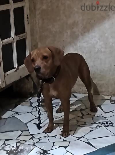 كلب بيتبول للبيع 5 شهور