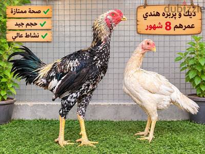 للبيع بالمحله الكبري
