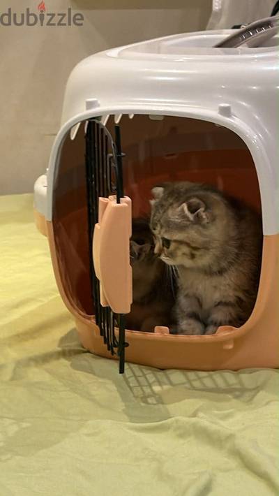 Two twins Scottish fold 50 days بيعرفوا ليتر بوكس و اكل