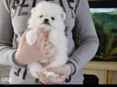 Imported Pomeranian teacup puppies with pedigree 0