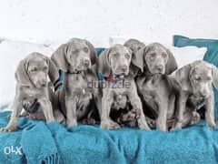 Imported Weimaraner puppies with all documents