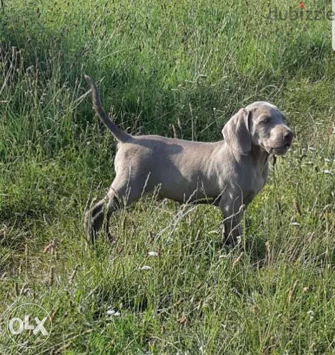 Imported Weimaraner puppies with all documents 1