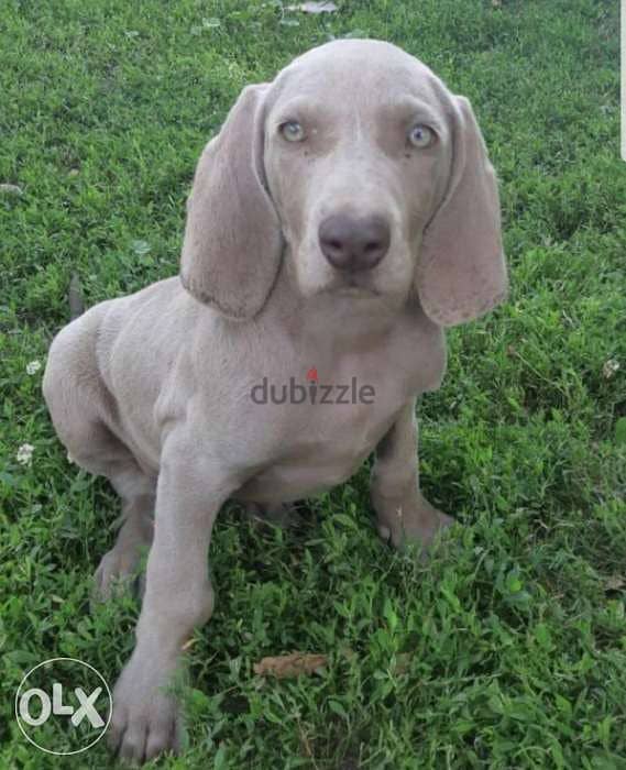 Imported Weimaraner puppies with all documents 2