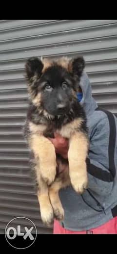 Imported female German shepherd. . Top quality and Giant size with Pedi 0