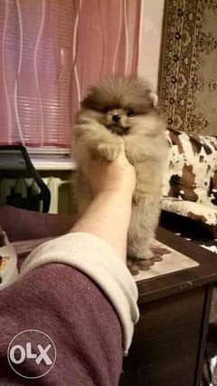Teacup pomeranian puppies. . Males and females 0