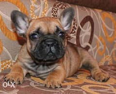 Imported Female French bulldog puppy Available NOW in EGYPT 0