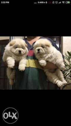 Imported chow chow puppies 0