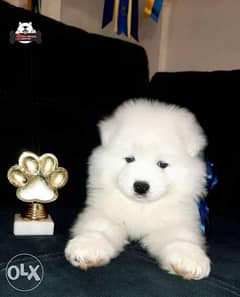 BEST imported Samoyed puppies 0