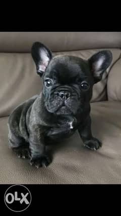 Imported french bulldog puppies 0