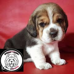 Top puppi beagle in egypt 40 days 0