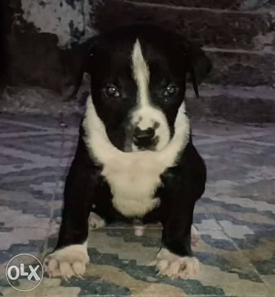 Pitbull puppies