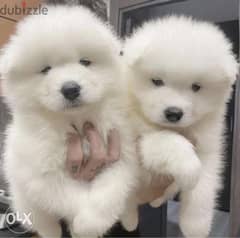 Samoyed Puppies Ready for homes " Imported parents " 0