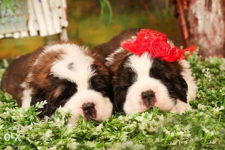 imported Premium quality saint bernard puppies. . FASTEST DELIVERY