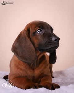 Availabile NOW Top Bavarian Mountain Hound puppies 0