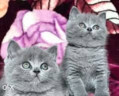 Availabile NOW Top Imported British Fold Short Hair Kittens 0